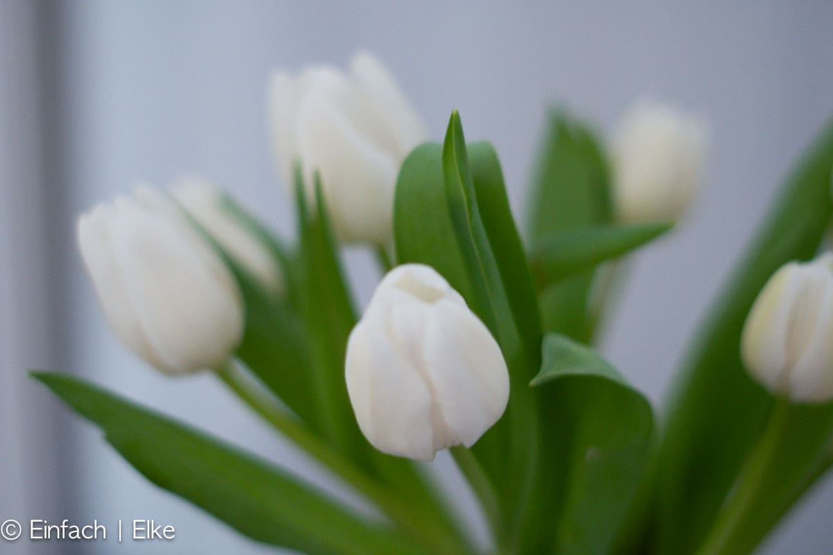 Friday Flowerday … Ganz in Weiss mit einem?