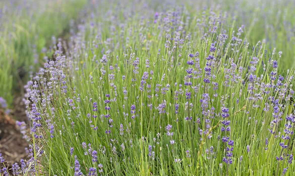 Lavendel | So nah und doch so fern?