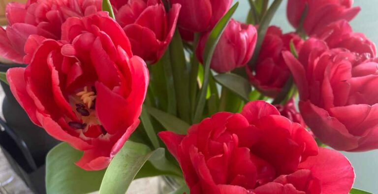 Tulpen-einfachelke.de